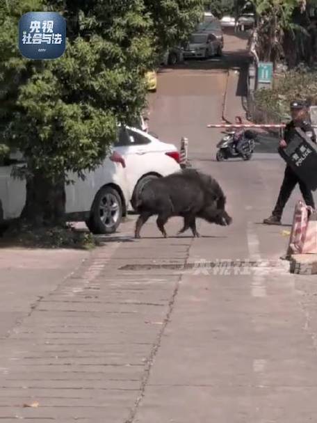 上海街头野猪狂奔引发市民恐慌与关注