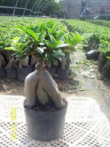 中闽异书币(中闽异书币是七级币吗)